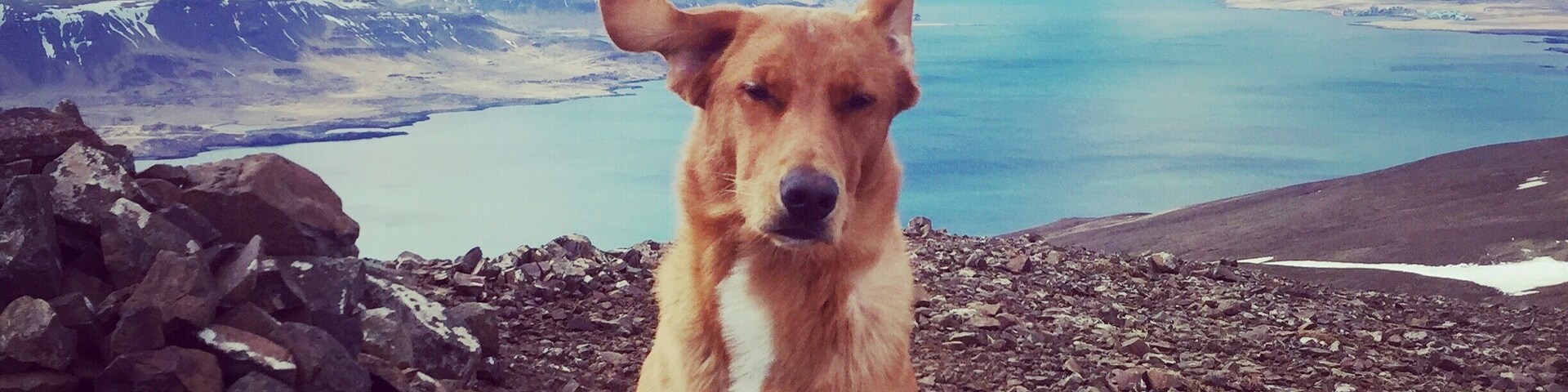 Um cão sentado em terreno rochoso, com uma paisagem montanhosa e um corpo d'água ao fundo.