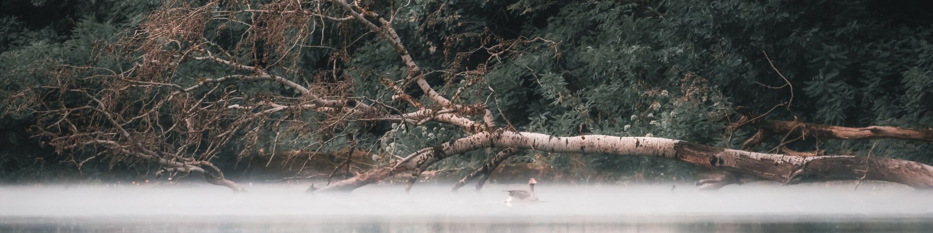 Uma árvore caída em área arborizada, com um corpo d'água em primeiro plano.