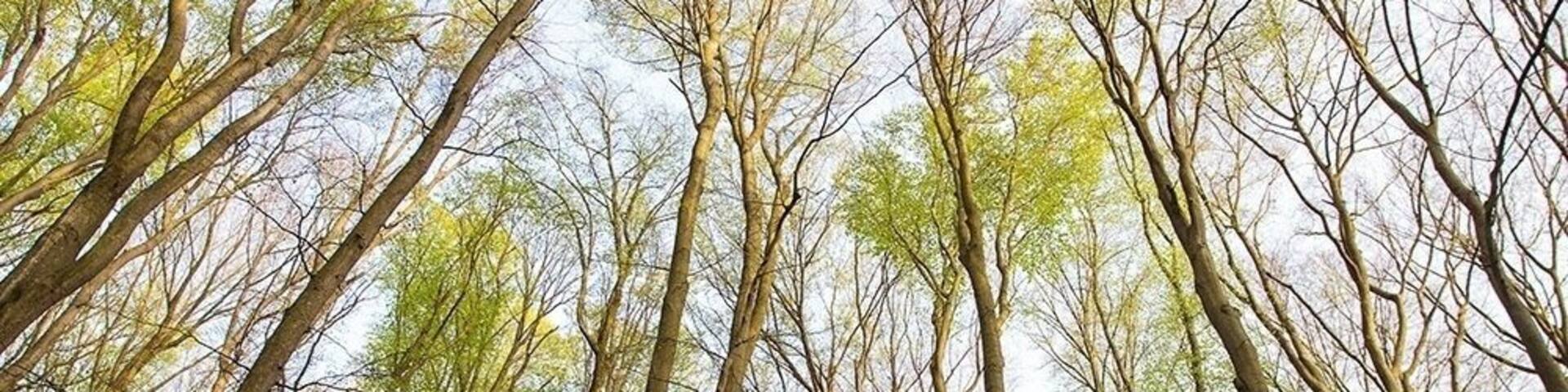 In the Zselic region common beech (Fagus sylvatica) is among of the most frequent tree speices. Young leaves start to grow in early April and this lime green colour gives a very unique look to the canopy.
#BvSSpring