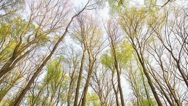 In the Zselic region common beech (Fagus sylvatica) is among of the most frequent tree speices. Young leaves start to grow in early April and this lime green colour gives a very unique look to the canopy.
#BvSSpring