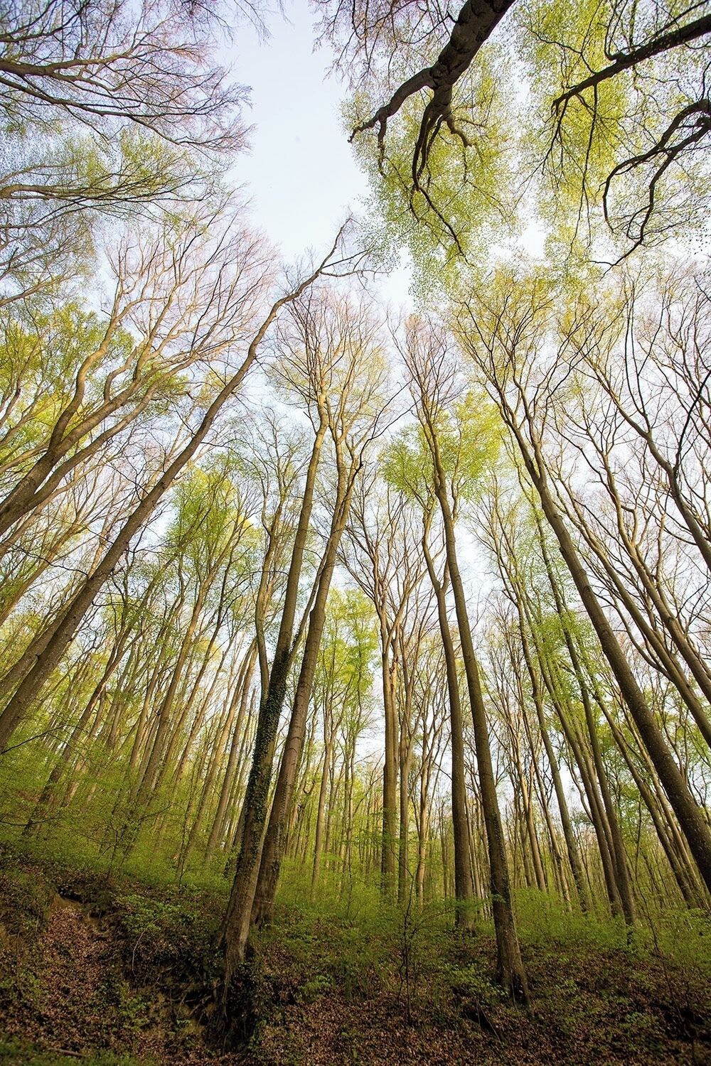 A dense forest with tall trees and a ground covered in green foliage.