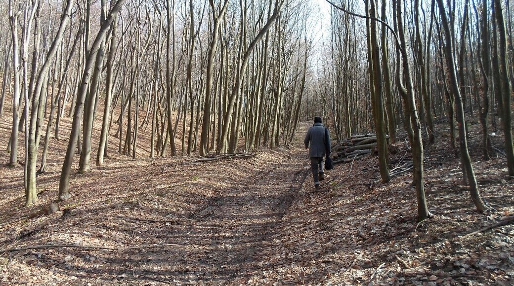 Trying to leave the Mecsek following some tyre tracks
Read more here!
www.endoftherainbow.net/blog/2014/2/22/hiking-in-the-mecsek-mountains