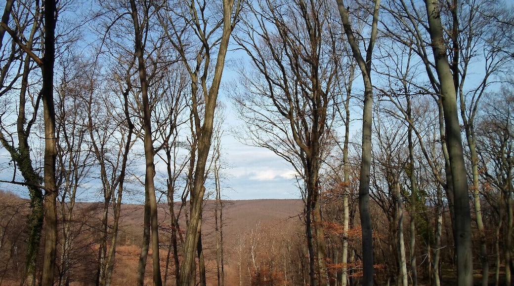 Wonderful panorama of the Mecsek mountains. Nothing and nobody on sight. It might seem good, but it is really not if you accidentally lose your path as we did...
Read more here!
www.endoftherainbow.net/blog/2014/2/22/hiking-in-the-mecsek-mountains