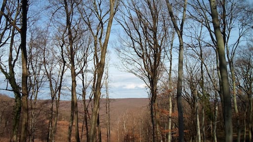 Wonderful panorama of the Mecsek mountains. Nothing and nobody on sight. It might seem good, but it is really not if you accidentally lose your path as we did...
Read more here!
www.endoftherainbow.net/blog/2014/2/22/hiking-in-the-mecsek-mountains