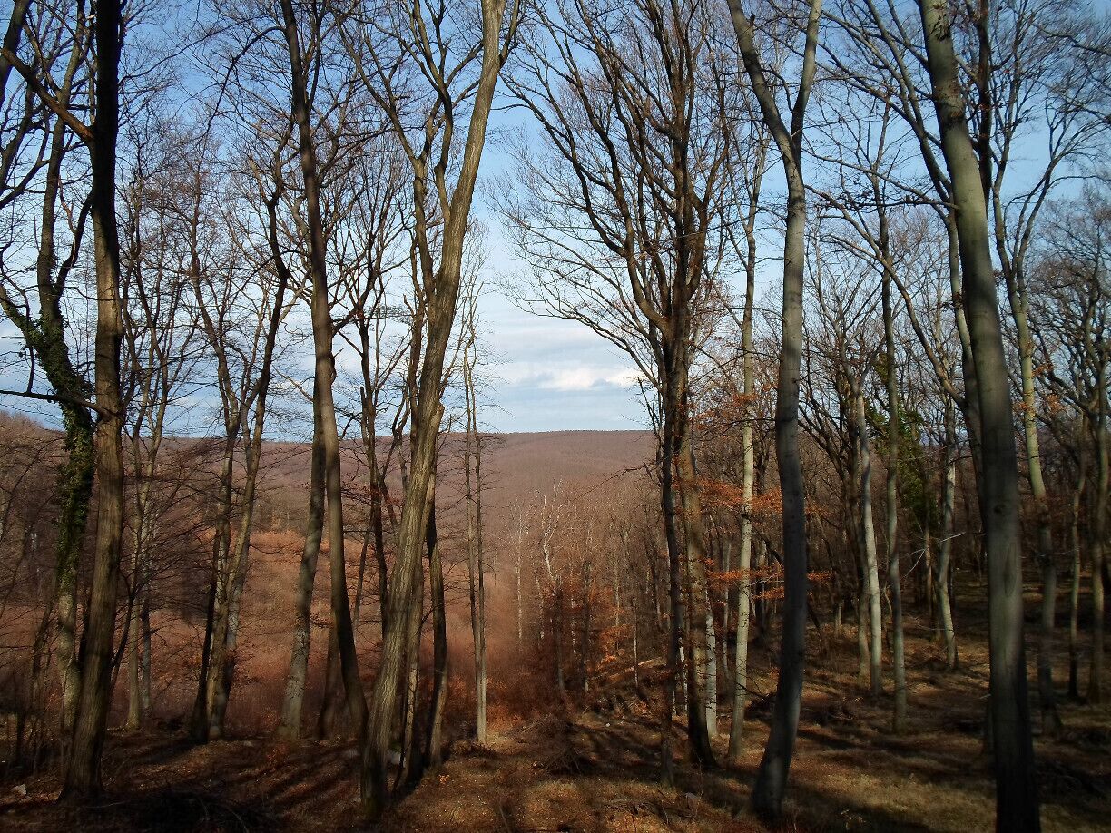 A forest with tall trees and a dirt path leading through it.