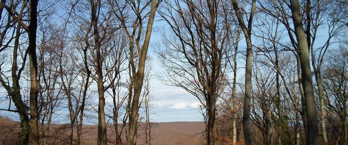 A forest with tall trees and a dirt path leading through it.