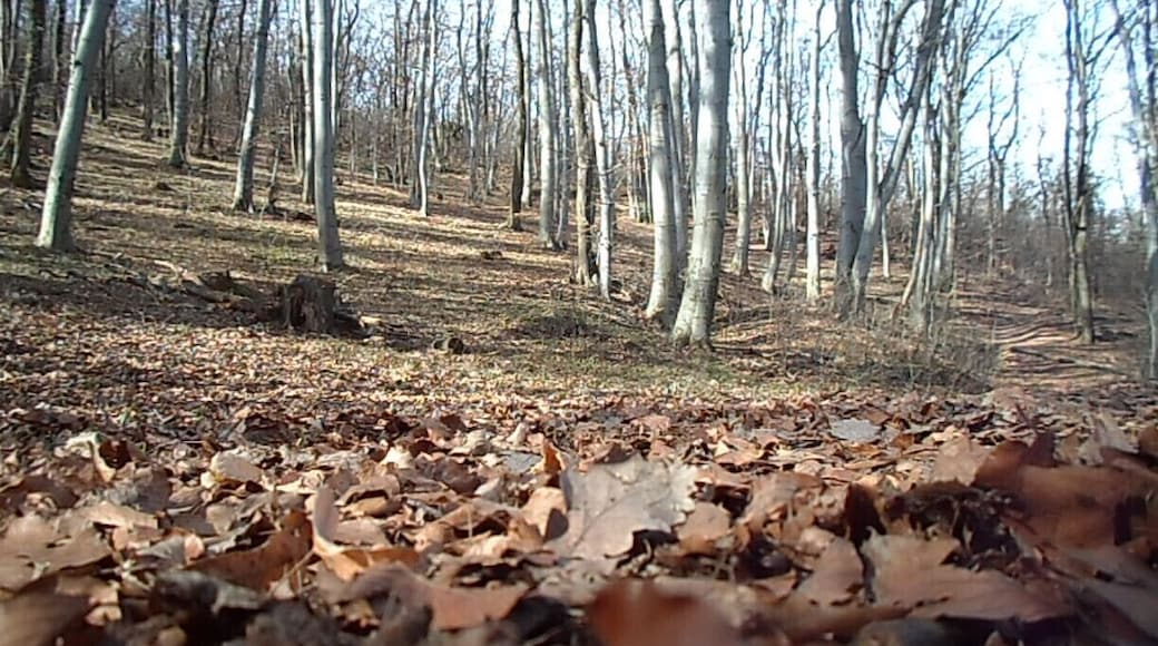 Lost in the forests of the Mecsek mountains
Read more here!
www.endoftherainbow.net/blog/2014/2/22/hiking-in-the-mecsek-mountains
