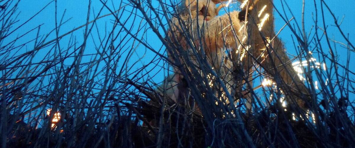 Busó lighting the bonfire at the end of Busójárás
#TroveOn
Read more here!
www.endoftherainbow.net/blog/2014/3/7/the-demons-parade-mohacs-busojaras