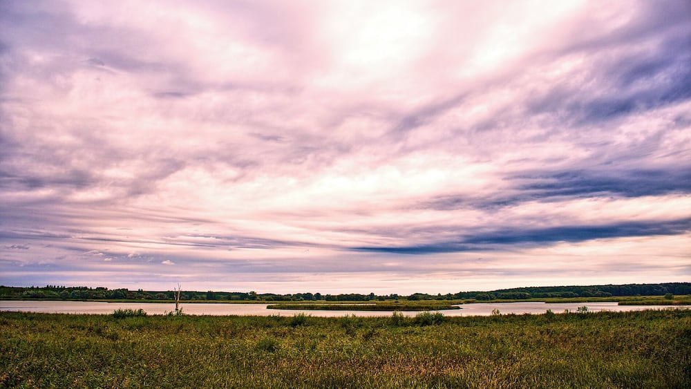 Un paysage comprenant une étendue d’eau importante, une zone boisée à l’horizon et un champ d’herbes hautes au premier plan.