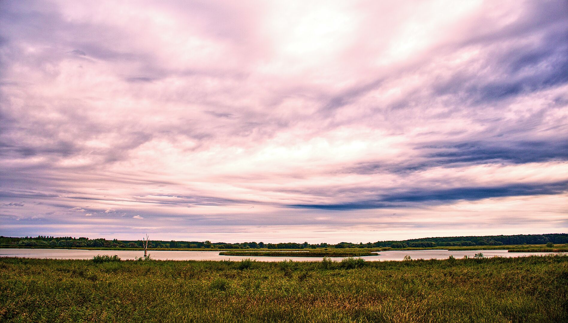 A landscape with a large body of water, a forested area in the distance, and a field of tall grass in the foreground.
