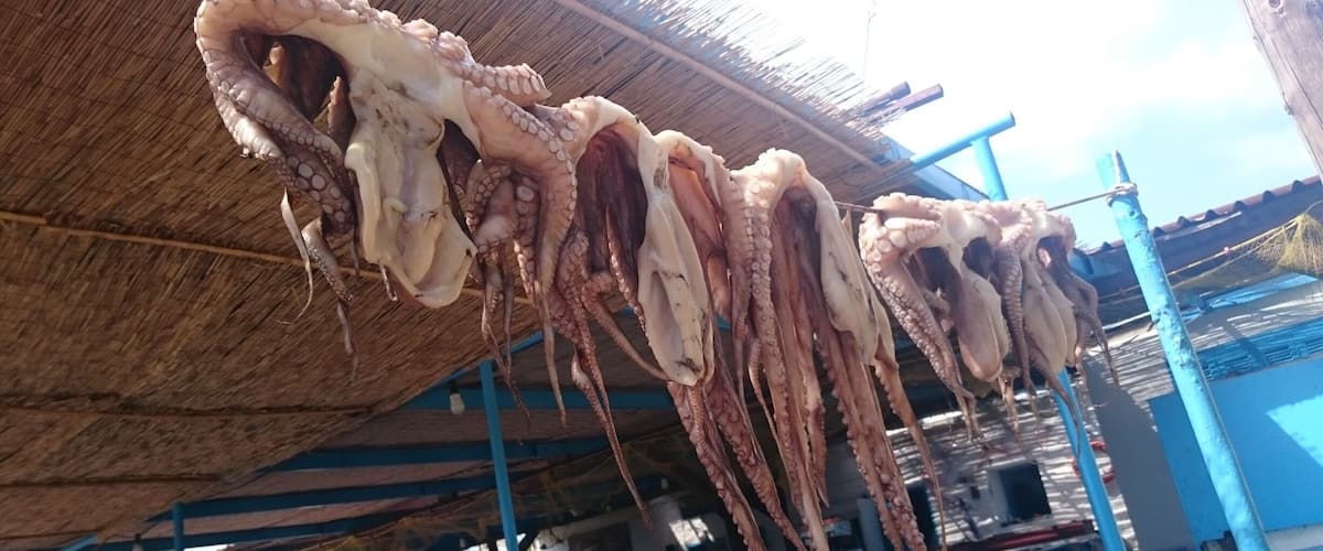 Dried octopus hanging from a structure.