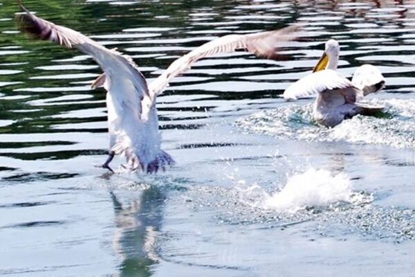 Despite the fact that it is an artificial lake, it is today a very important international wetland of Greece, since it gives selter to many seldom aquatic bird species. It is located in prefecture of Serres.