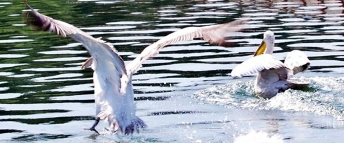 Two birds flying over water.