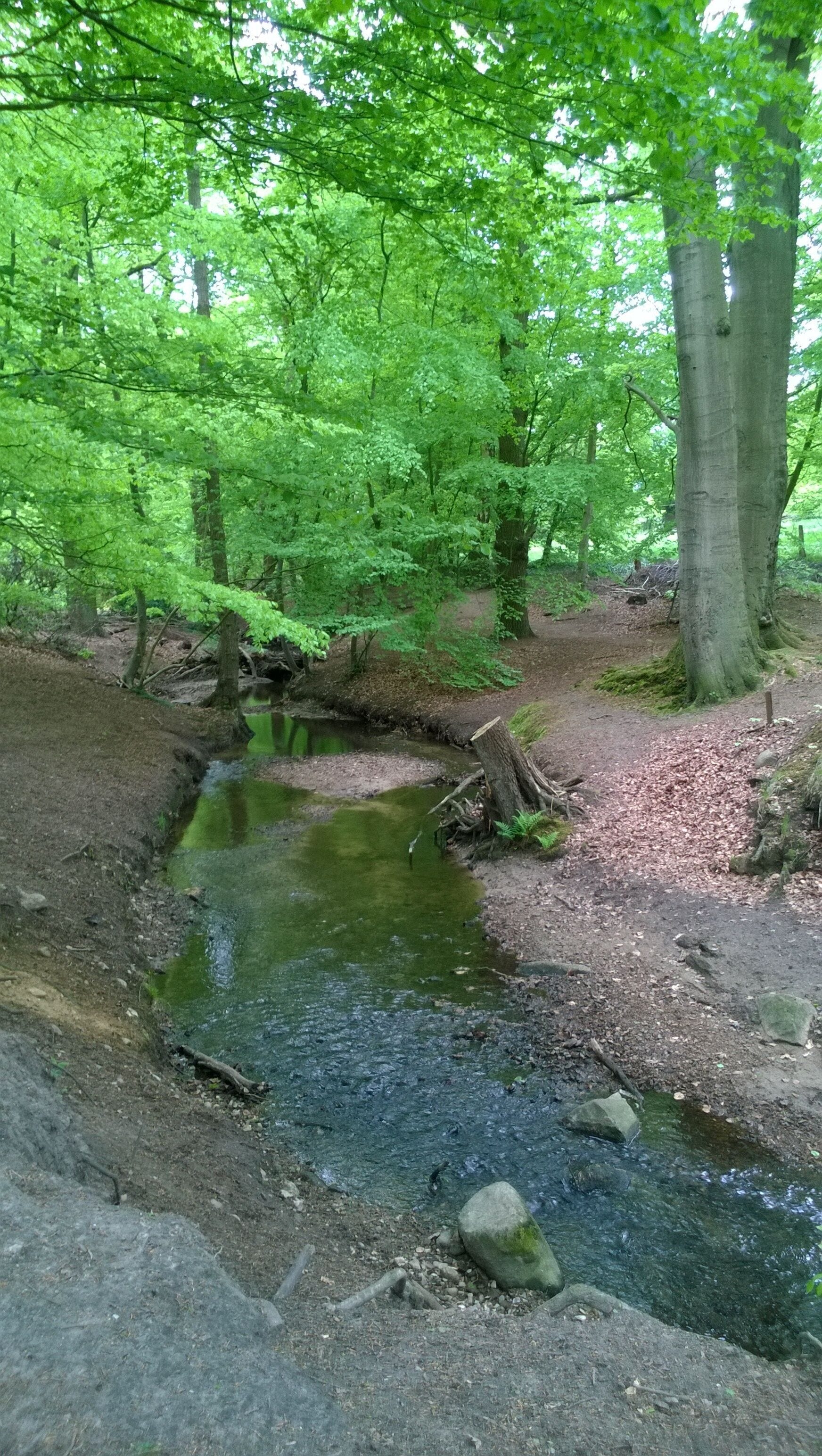 Die Beckedorfer Beeke in Schwanewede-Beckedorf
