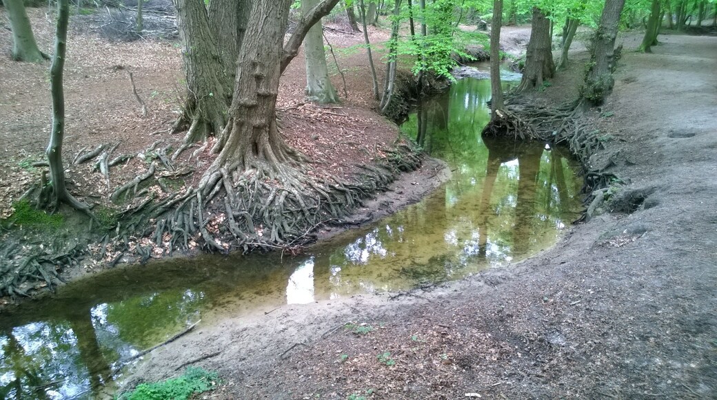 Die Beckedorfer Beeke in Schwanewede-Beckedorf