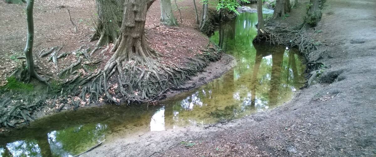 A forest with a muddy stream and trees with exposed roots.