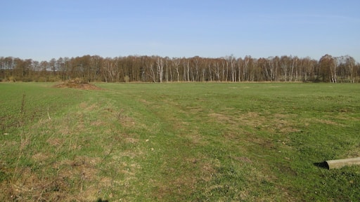 Forest with spring of a ditch near Knüppeldamm, disctrict Müritz, Mecklenburg-Vorpommern, Germany