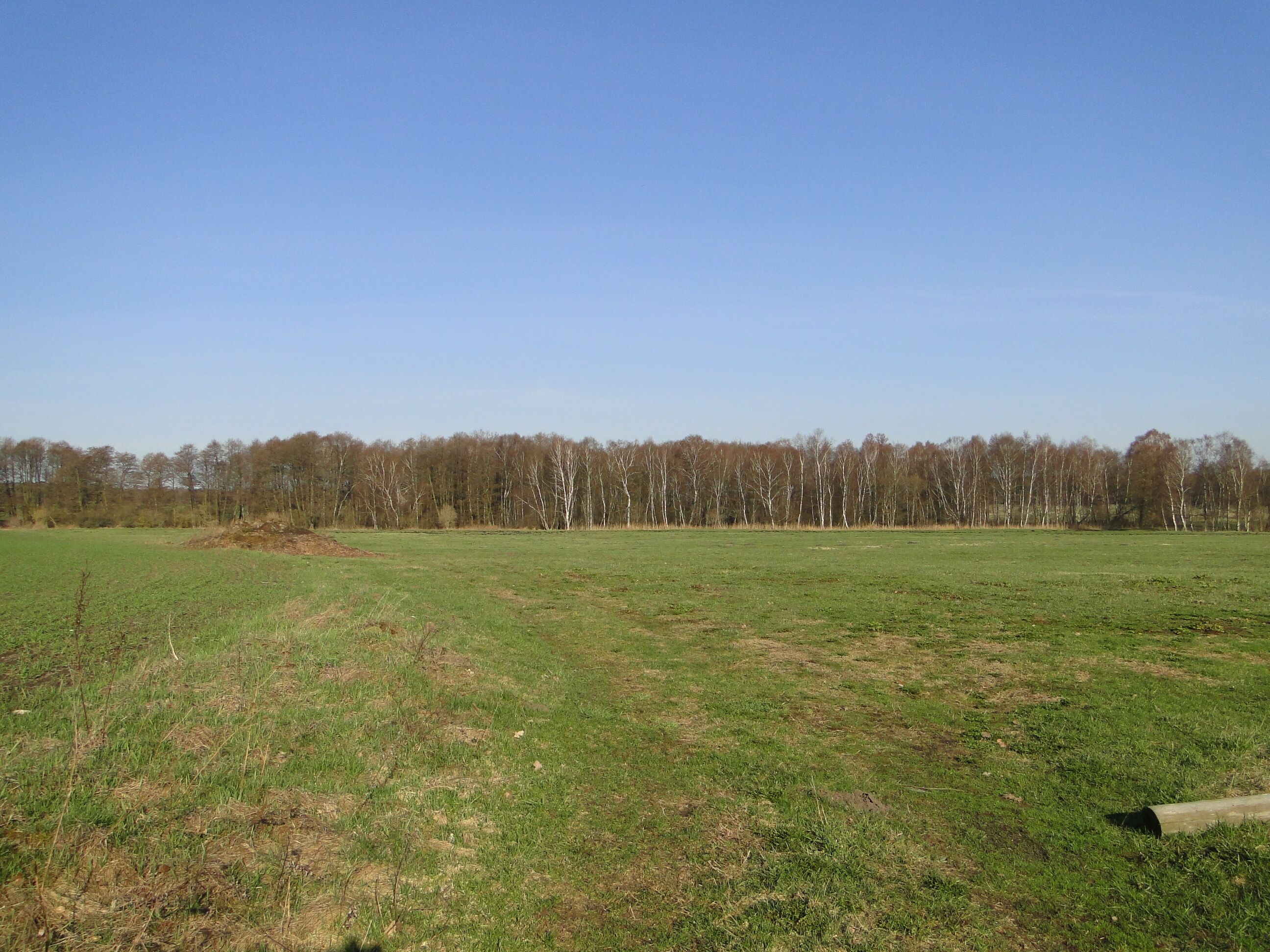 A grassy field with a line of trees in the background.