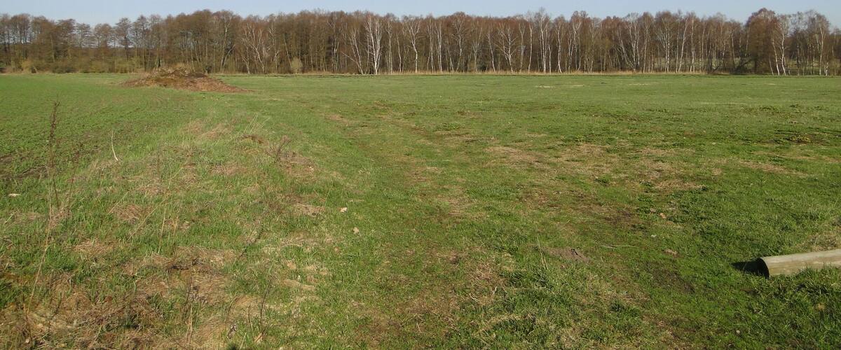 A grassy field with a line of trees in the background.
