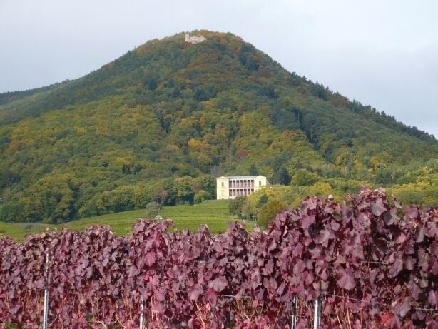 A vineyard with purple-leafed vines in the foreground and a building on a hill in the background.