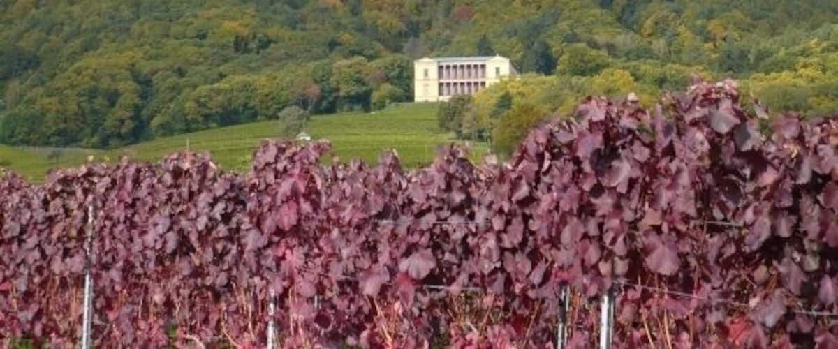 A vineyard with purple-leafed vines in the foreground and a building on a hill in the background.