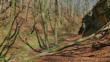 Naturschutzgebiet Hohenstein (NSG HA 002): Totental mit Wanderpfad und Felshang