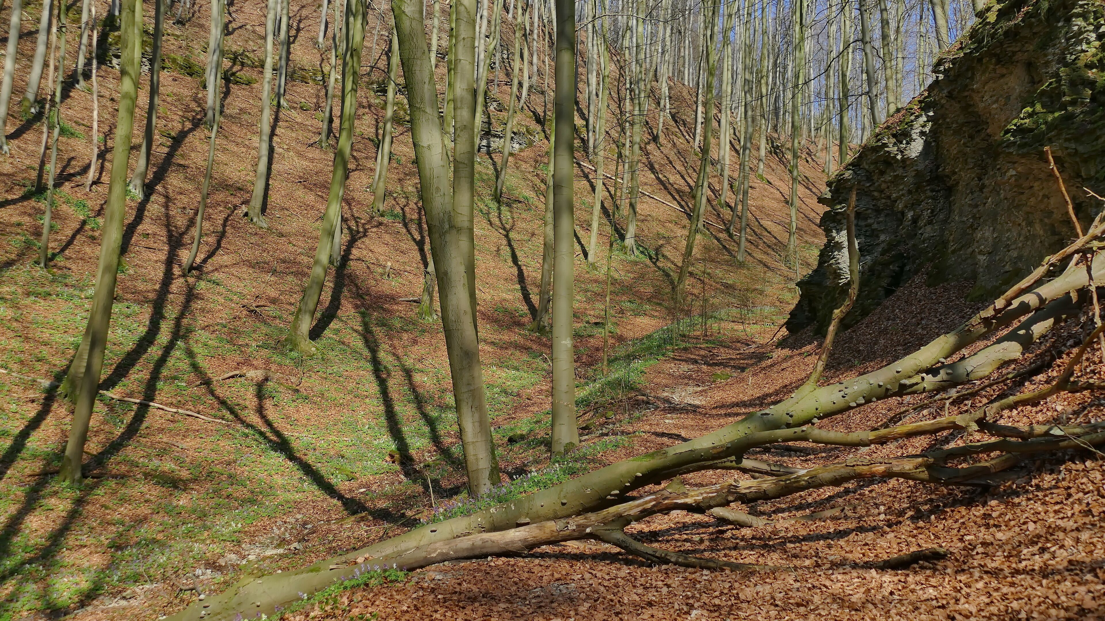 A forest with leaf-covered ground and a fallen tree.