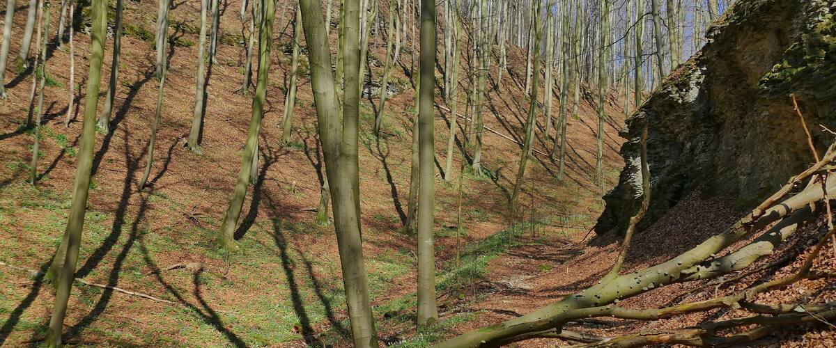 A forest with leaf-covered ground and a fallen tree.