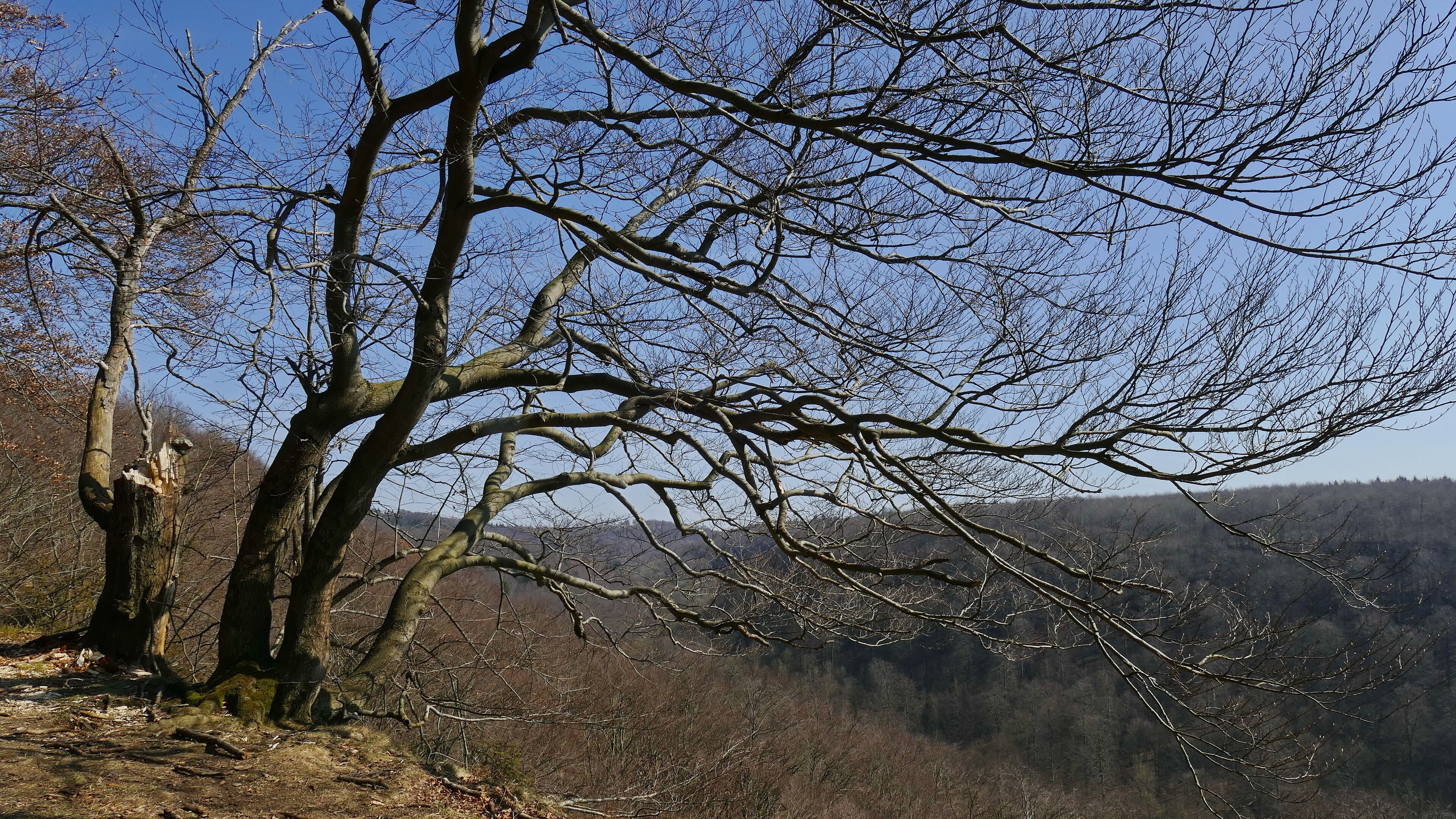 Naturschutzgebiet Hohenstein (NSG HA 002): Aussichtspunkt an der Südwehe mit Blick über das Tal des Blutbachs
