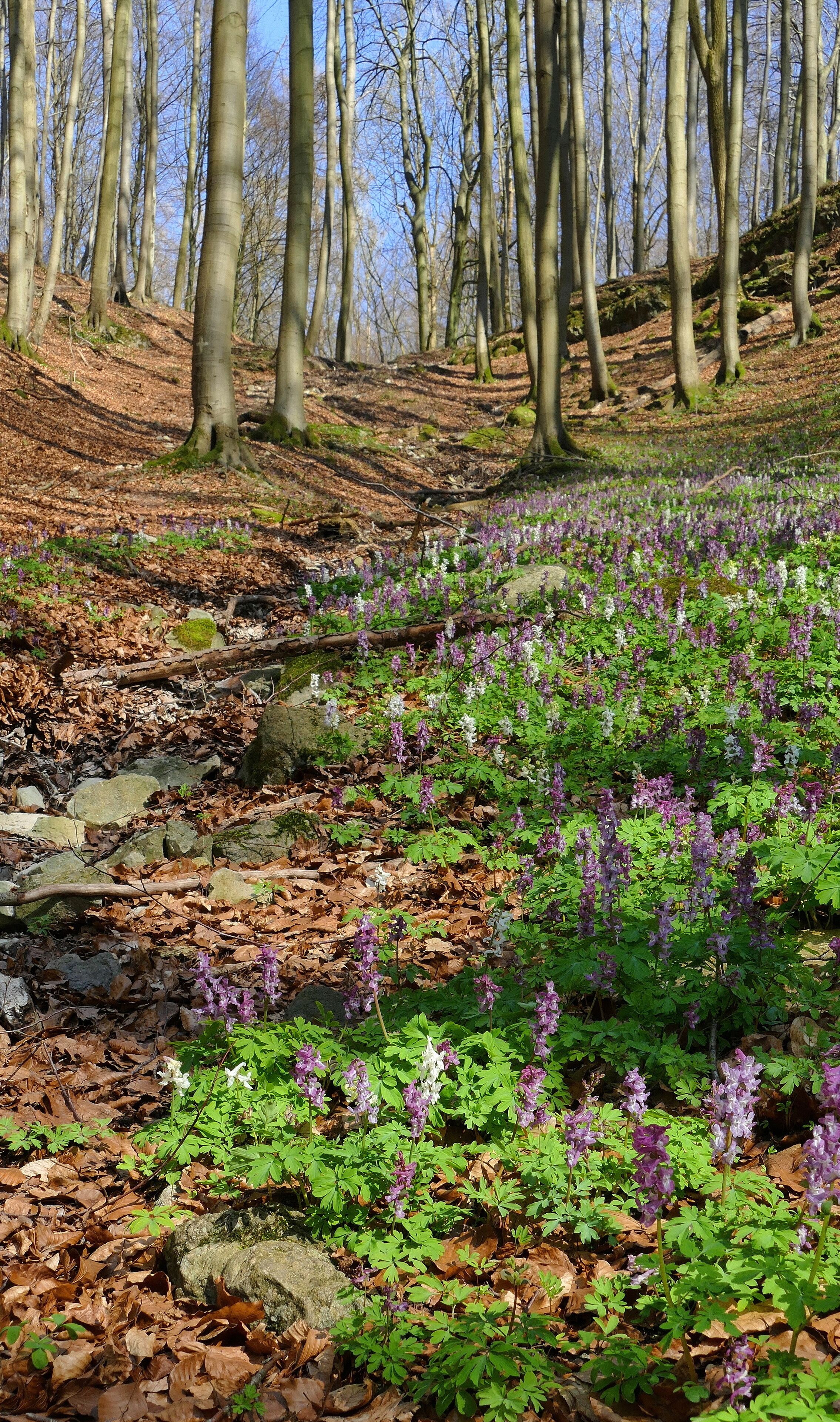 Naturschutzgebiet Hohenstein (NSG HA 002): Totental mit Hohlem Lerchensporn (Corydalis cava)