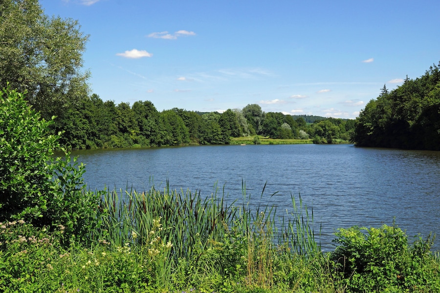 A calm lake surrounded by dense green trees and vegetation.