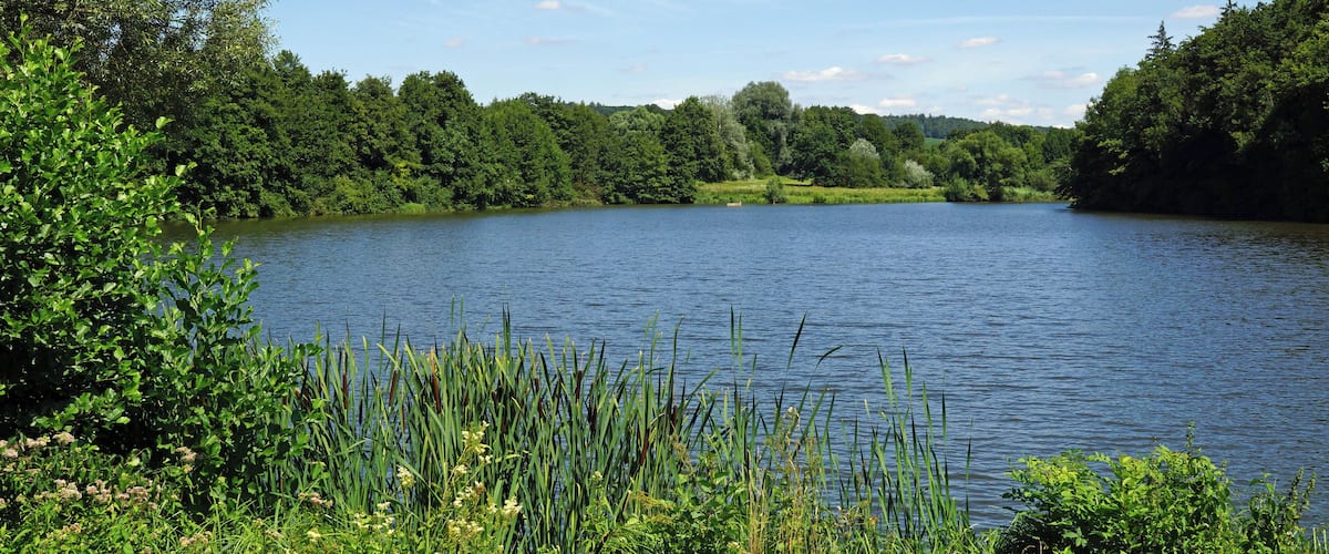 A calm lake surrounded by dense green trees and vegetation.