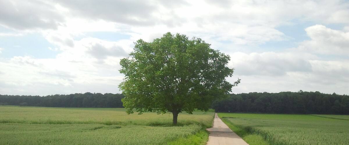 Richtung Waldparkplatz ( nähe Römerstraße )