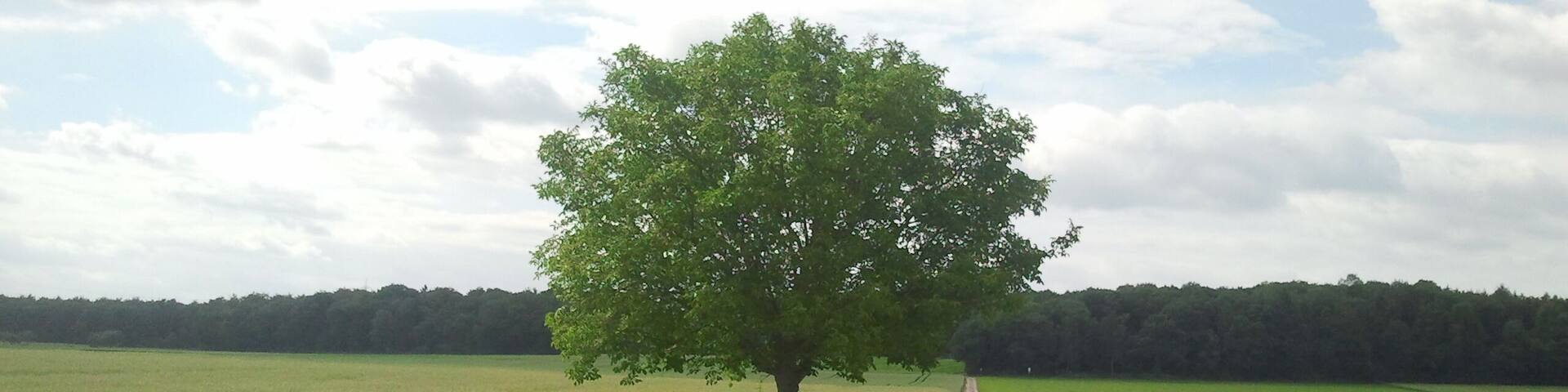Richtung Waldparkplatz ( nähe Römerstraße )