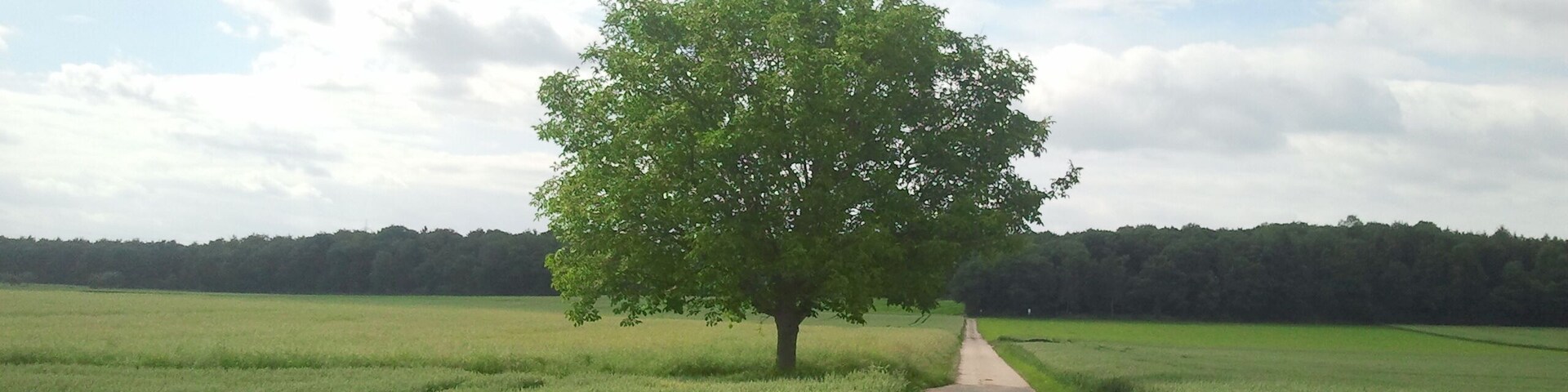 Richtung Waldparkplatz ( nähe Römerstraße )