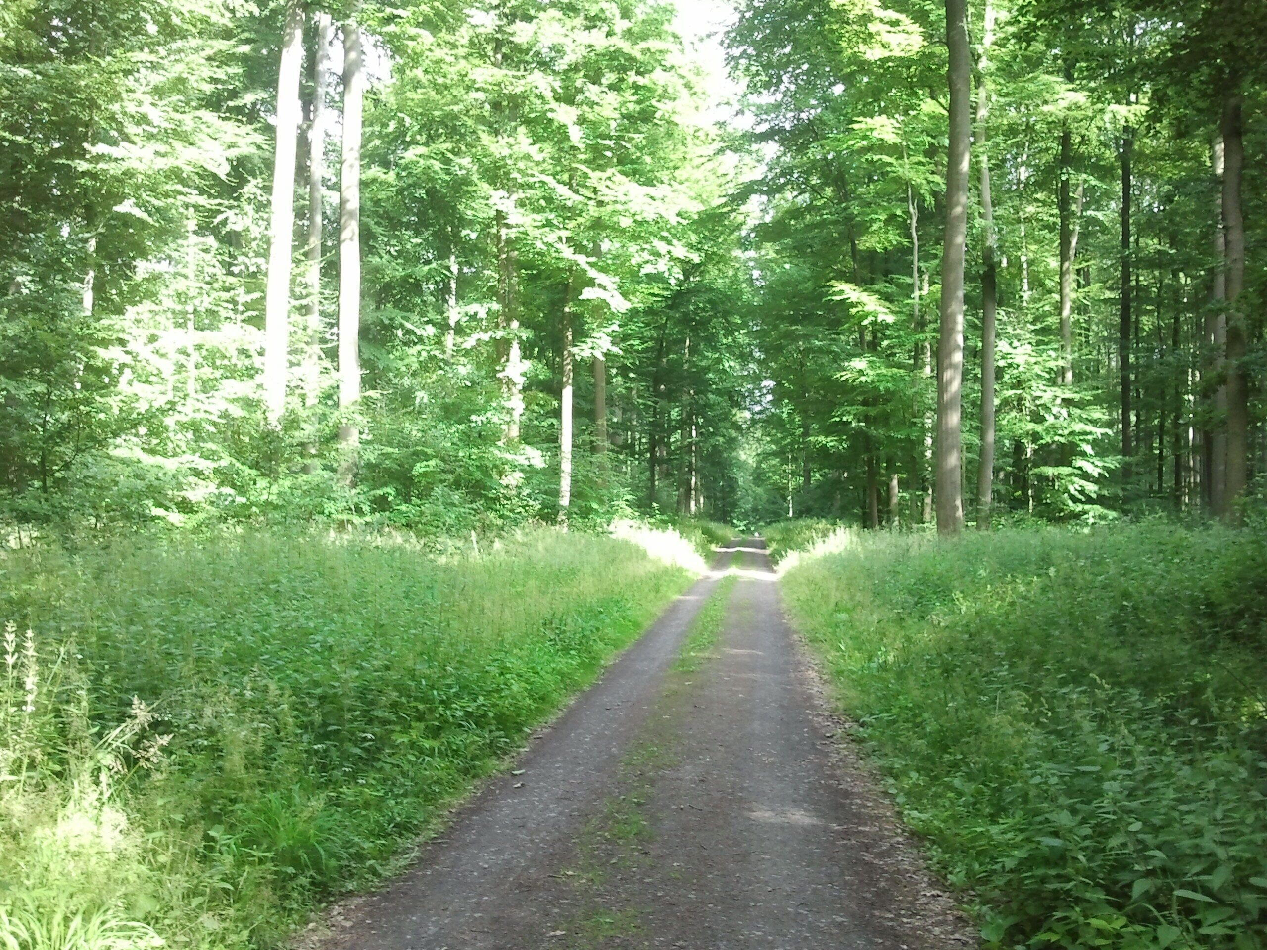 Im Wald nahe der Römerstraße
