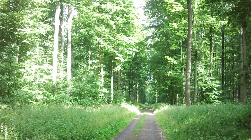 Im Wald nahe der Römerstraße