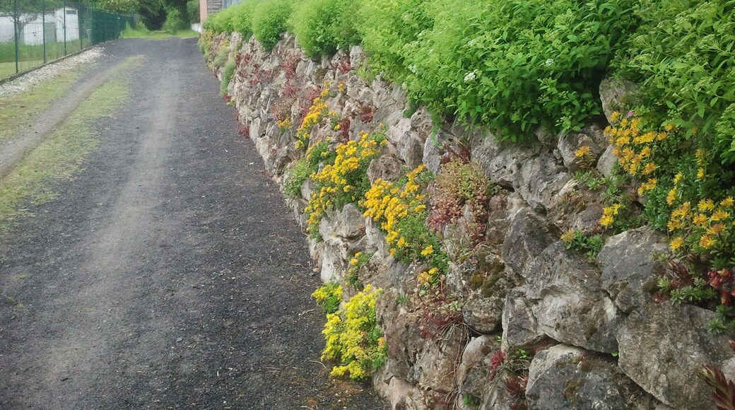 Natursteinmauer - extrem schรถn
