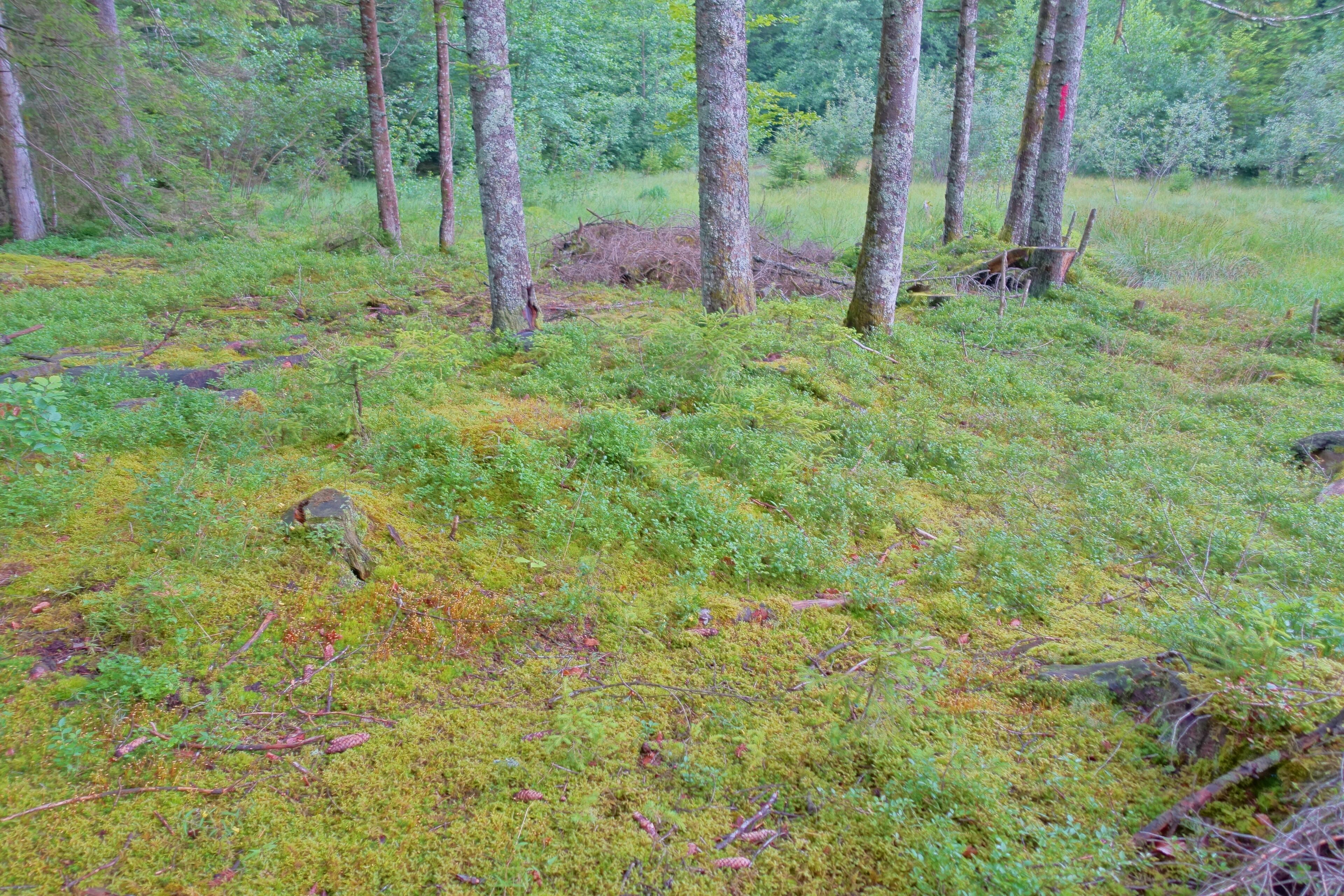 Hochmoor und Flachmoorbereiche sowie Teile der angrenzenden Wälder als Lebensraum seltener und gefährdeter Tier- und Pflanzenarten.