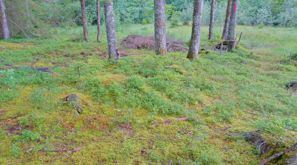 Hochmoor und Flachmoorbereiche sowie Teile der angrenzenden Wälder als Lebensraum seltener und gefährdeter Tier- und Pflanzenarten.
