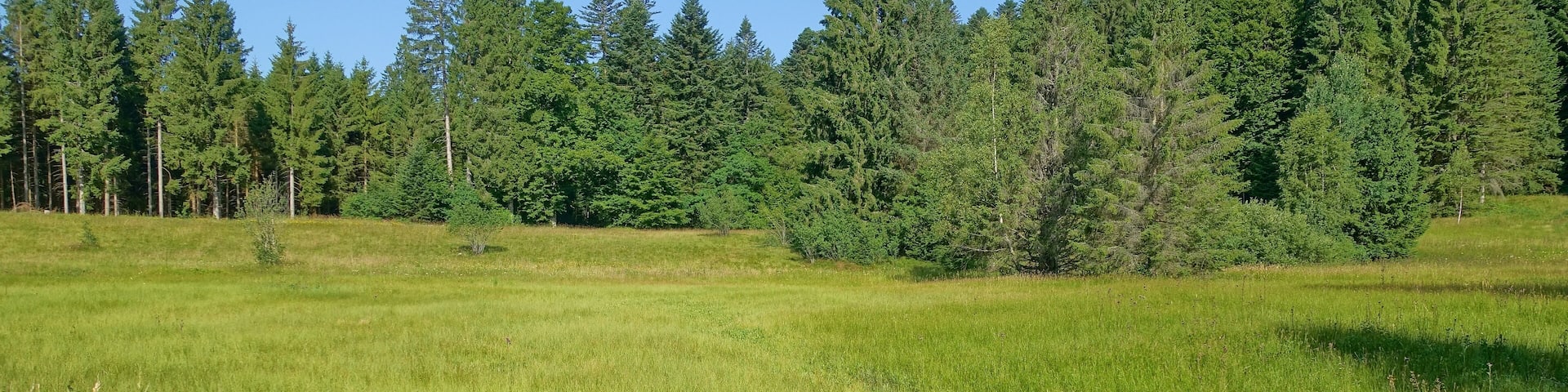 Bergwiese und Hangquellmoor des Naturschutzgebiet Bruggmatt.