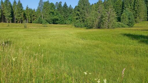 Bergwiese und Hangquellmoor des Naturschutzgebiet Bruggmatt.