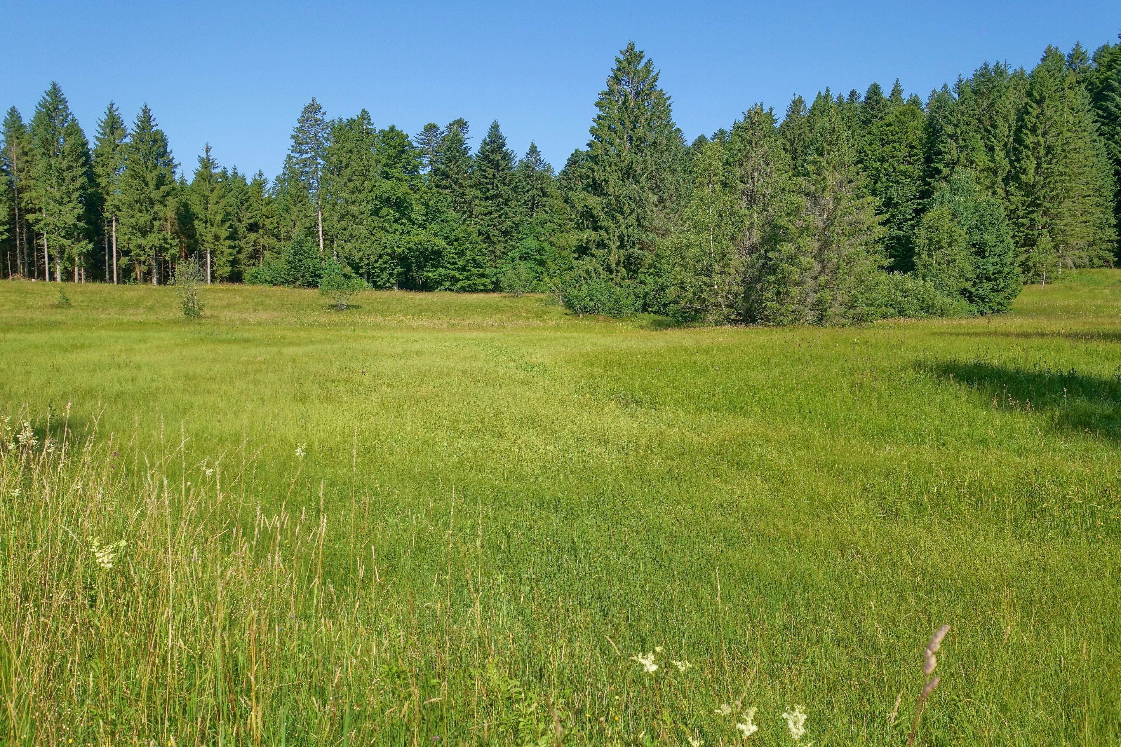 A grassy field with tall trees in the background.