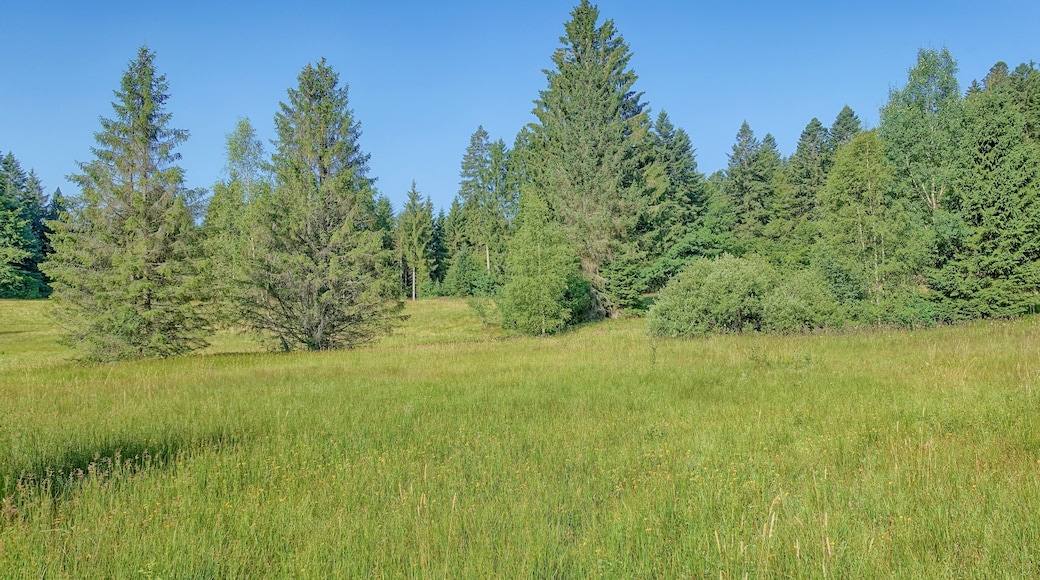 Bergwiese und Hangquellmoor des Naturschutzgebiet Bruggmatt.
