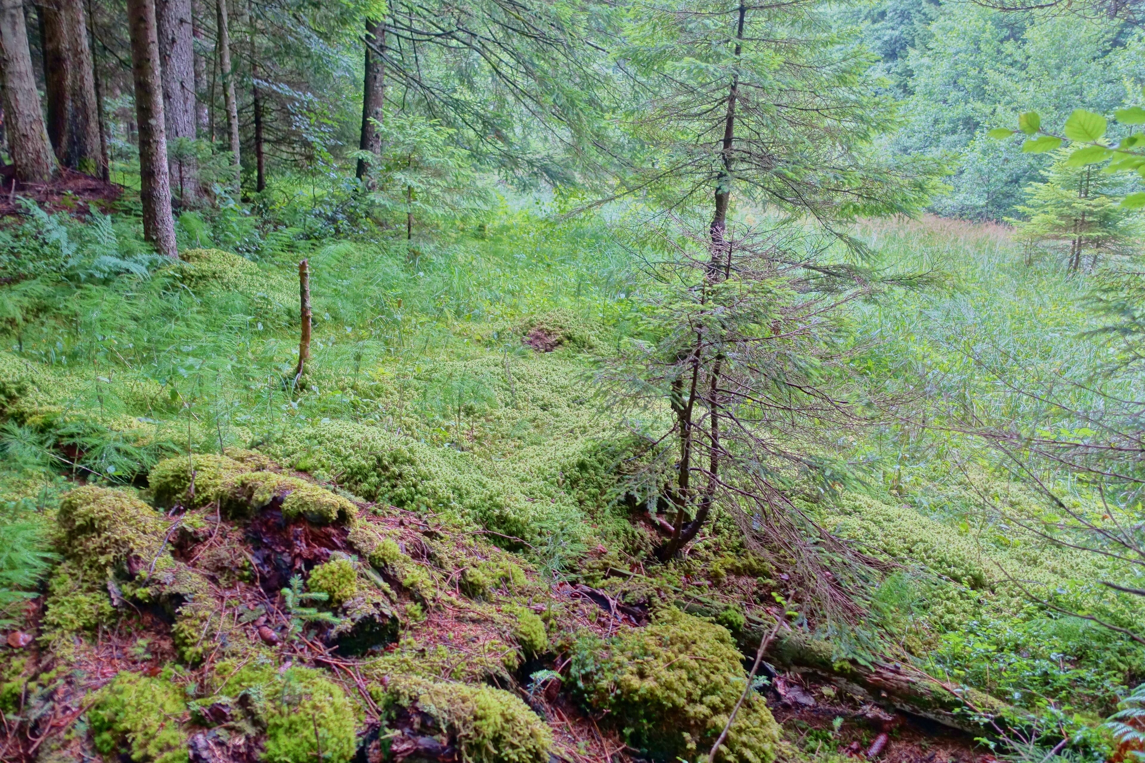 Hochmoor und Flachmoorbereiche sowie Teile der angrenzenden Wälder als Lebensraum seltener und gefährdeter Tier- und Pflanzenarten.