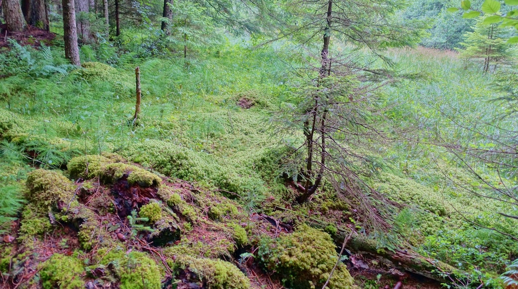 Hochmoor und Flachmoorbereiche sowie Teile der angrenzenden Wälder als Lebensraum seltener und gefährdeter Tier- und Pflanzenarten.