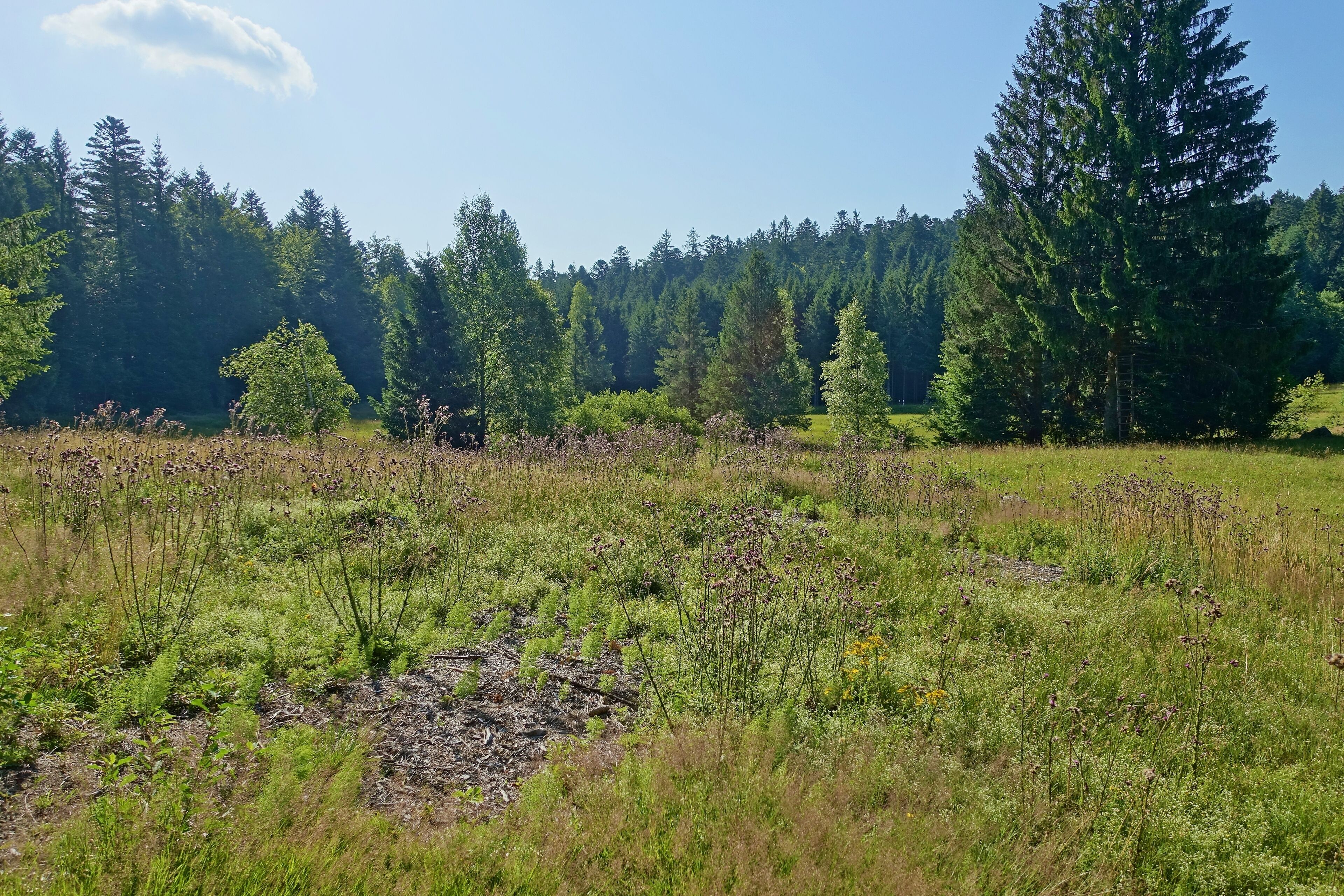 Bergwiese und Hangquellmoor des Naturschutzgebiet Bruggmatt.
