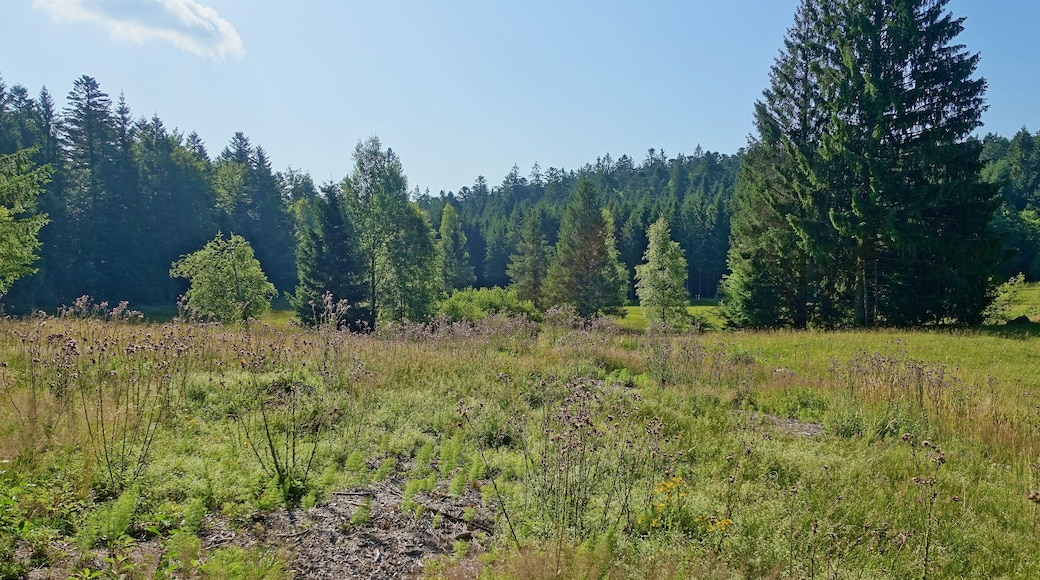 Bergwiese und Hangquellmoor des Naturschutzgebiet Bruggmatt.