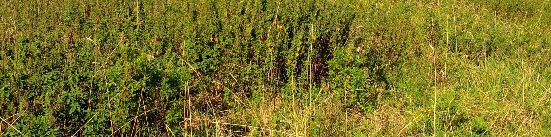 Beningaburg, Warfenweg, Bewuchs auf nördlicher Warf