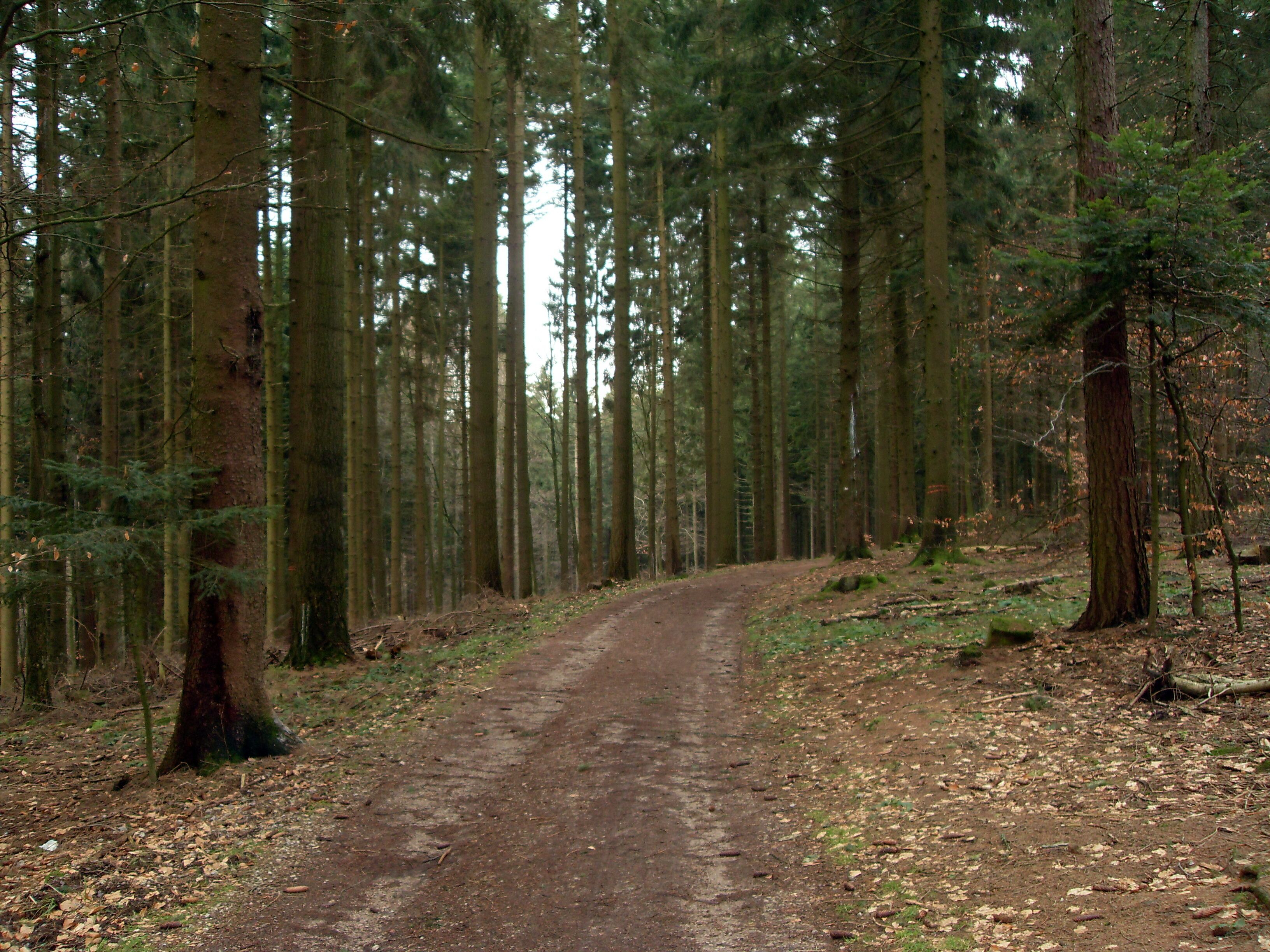 Waldweg Wilhelmsfeld